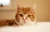 ginger cat with orange eyes