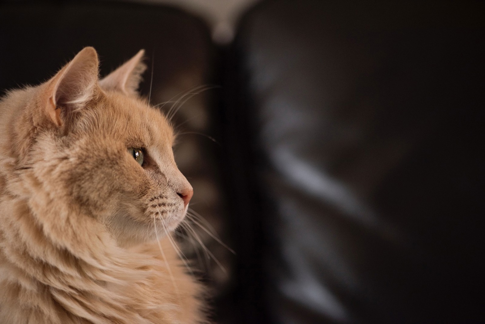 Grief and loss Dealing with your cat's death Cats Protection