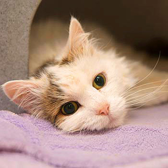 What we do Helping cats and kittens Cats Protection