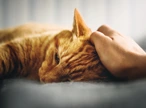 ginger cat being stroked on head