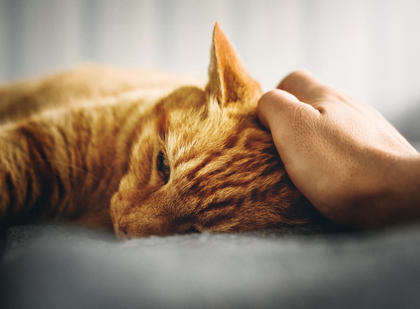 Adopt A Cat Find A Cat To Adopt Cats Protection adopt-a-cat-find-a-cat-to-adopt-cats-protection