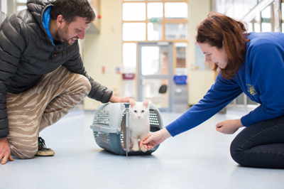 adopt-a-cat-find-a-cat-to-adopt-cats-protection