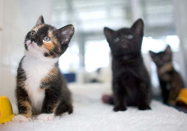 first cat essentials