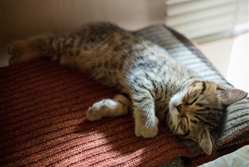 Shy Cats How To Help Your Cat Relax Cats Protection