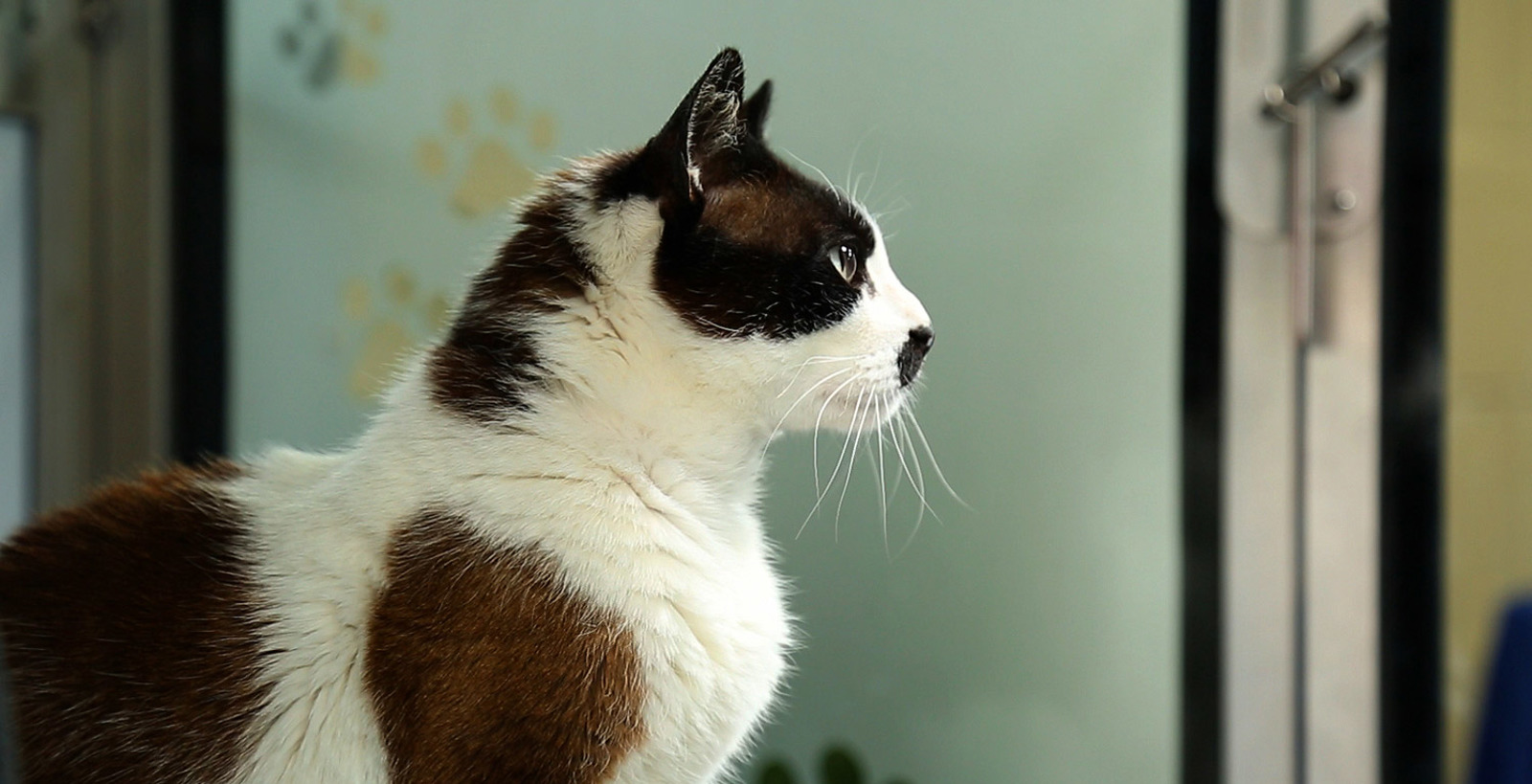 Health Issues for Elderly Cats Our Advice Cats Protection
