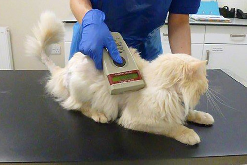 Microchipping for cats Everything you need to know Cats Protection