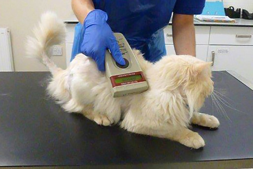 Microchipping cats | What you need to know | Cats Protection