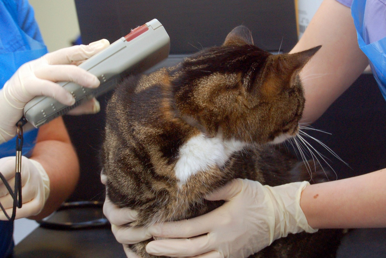 Microchipping microchip tricky truth katzenworld
