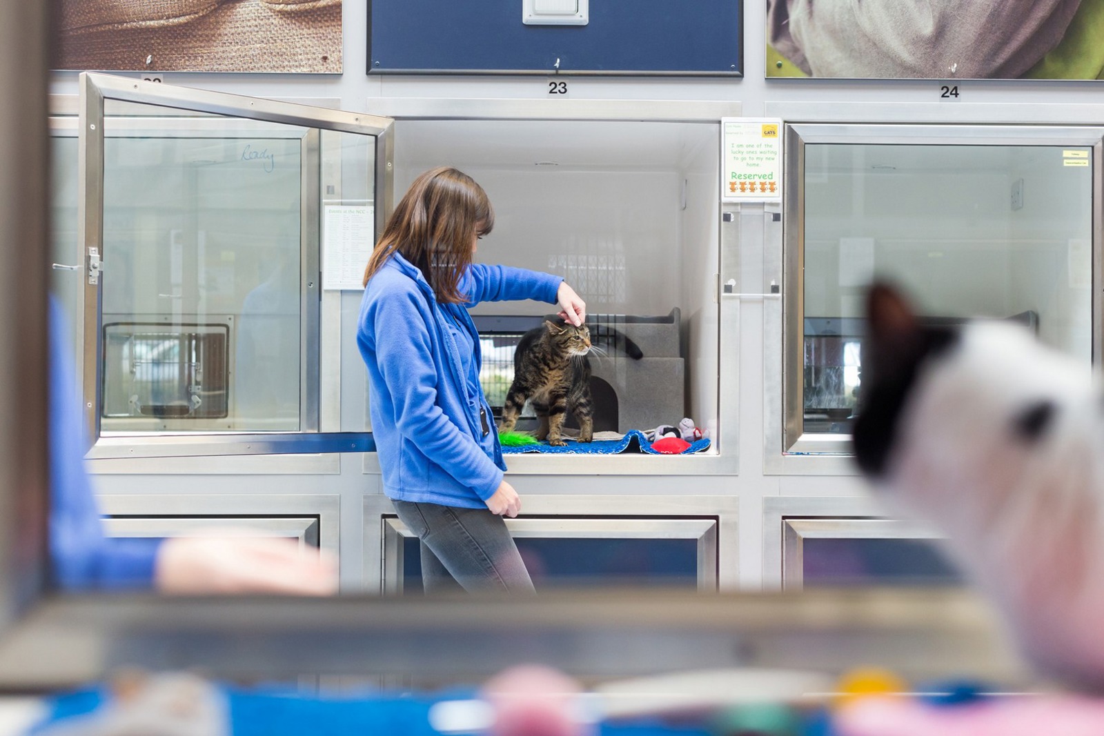 Cat Protection League Fife