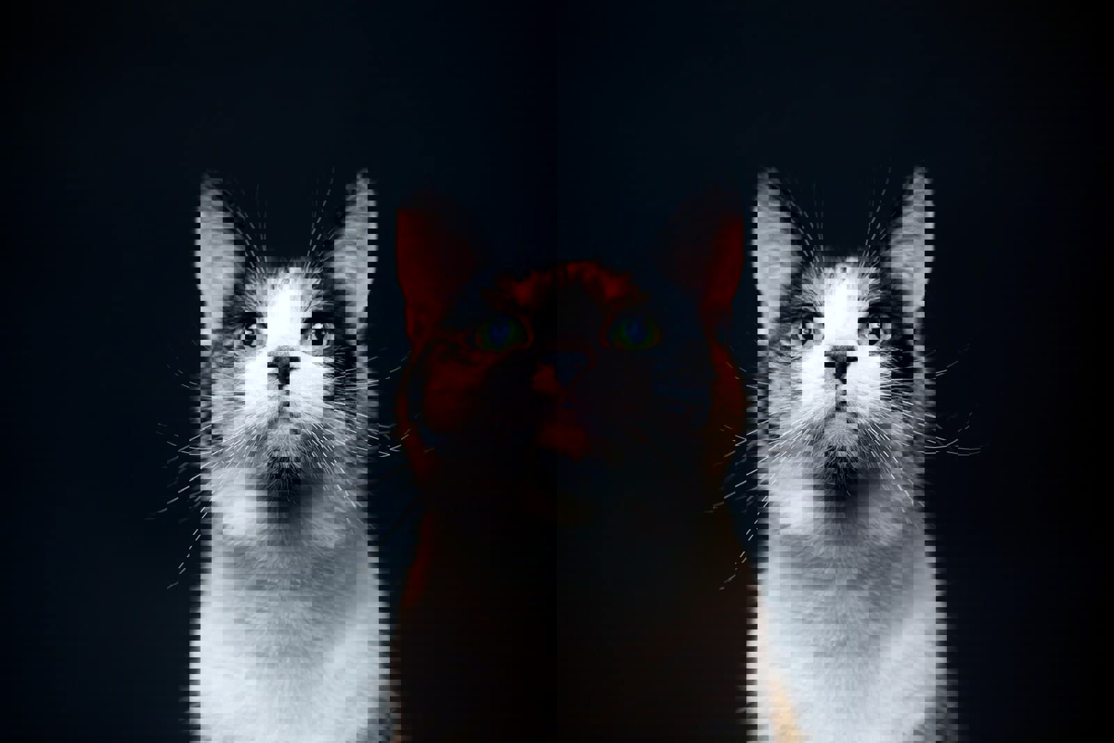A Banner Image