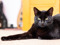 Black cat lying on a carpet, looking towards the camera with one front leg stretched out.