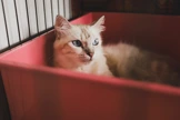 white cat in a red box