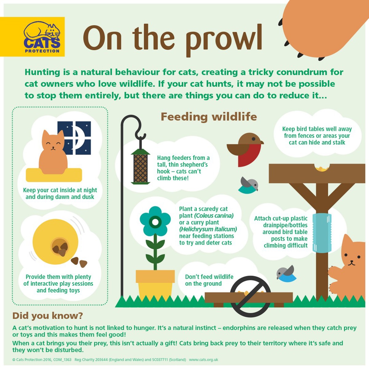 Outdoor cats What you should know Cats Protection