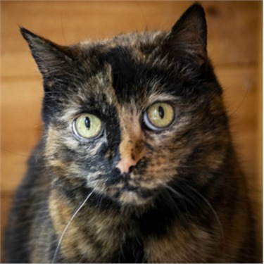 Tortoiseshell cat looking at the camera