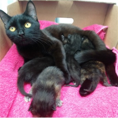Dumped Cat And Kittens Are Lucky To Be Alive Cats Protection