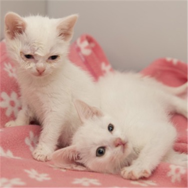 Two white rescue kittens