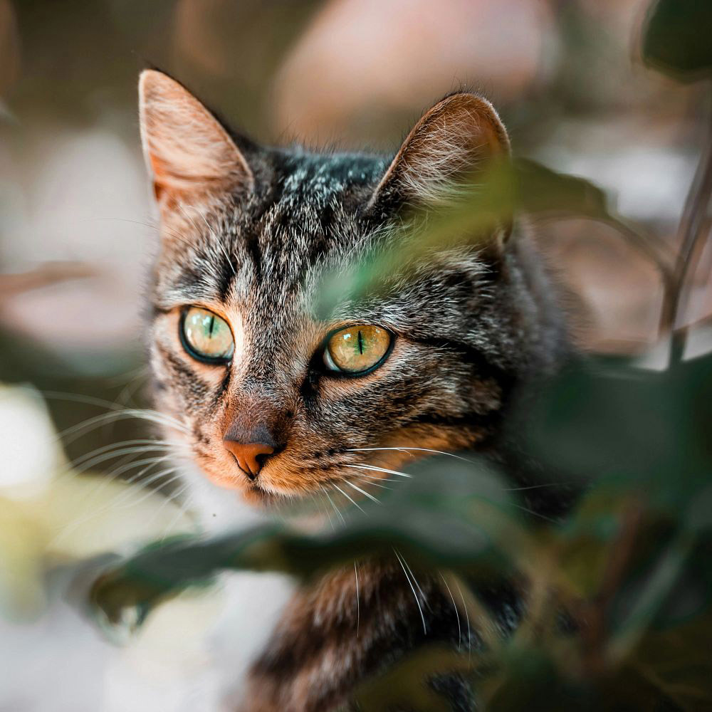 Landmark scientific review outlines whole-population approach needed to tackle cat overpopulation in the UK