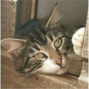 Tabby cat in a rescue centre