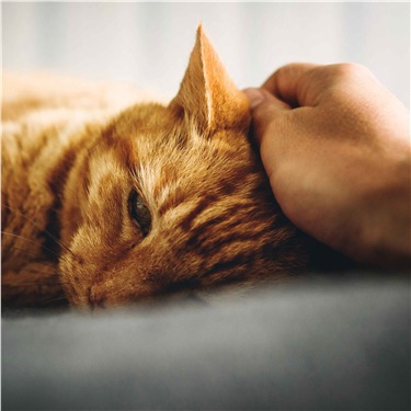 ginger cat being stroked