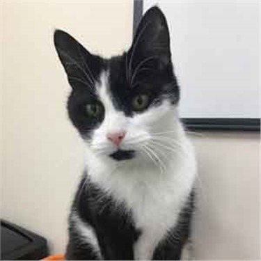 Black and white cat for adoption