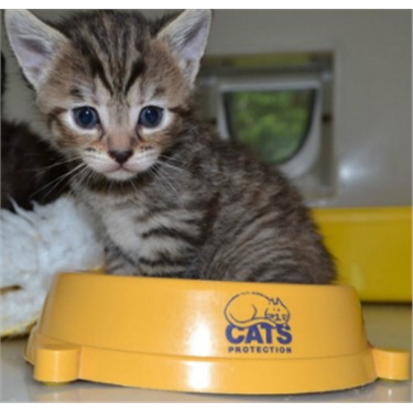 Hereford Shop is desperate for your clutter | Cats Protection