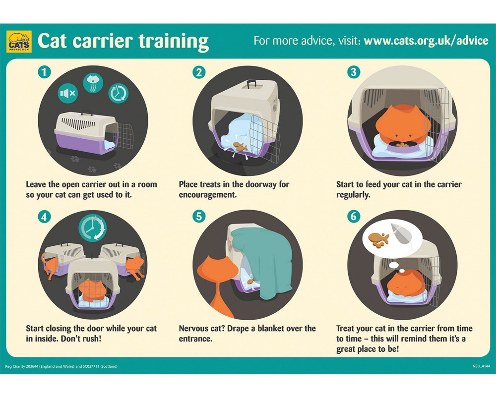 How To Get A Feral Cat Into A Cat Carrier Cat Lovster