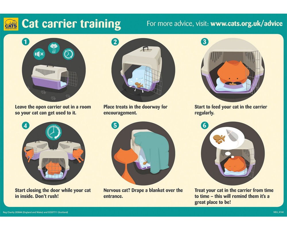 Feral Cat Limping, Getting A Feral Cat Into A Pet Carrier * S4 E143