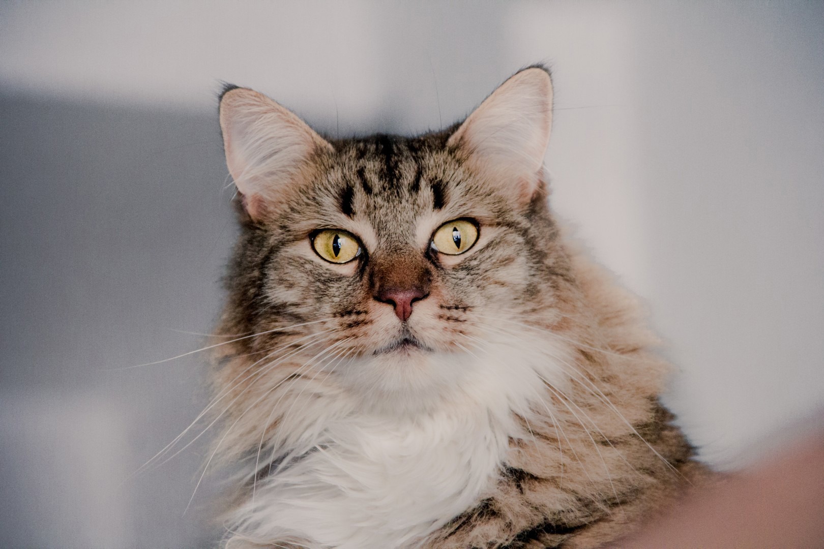 Cats and Your Pregnancy Help & Advice Cats Protection