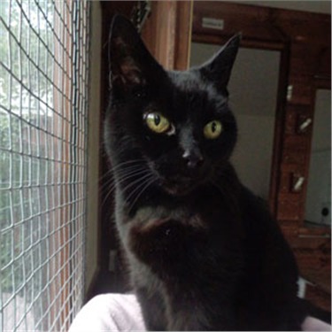 Black cat in a foster pen