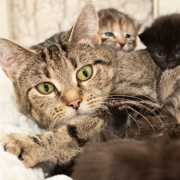 Why donate to us? Donate to Cats Protection Cats Protection