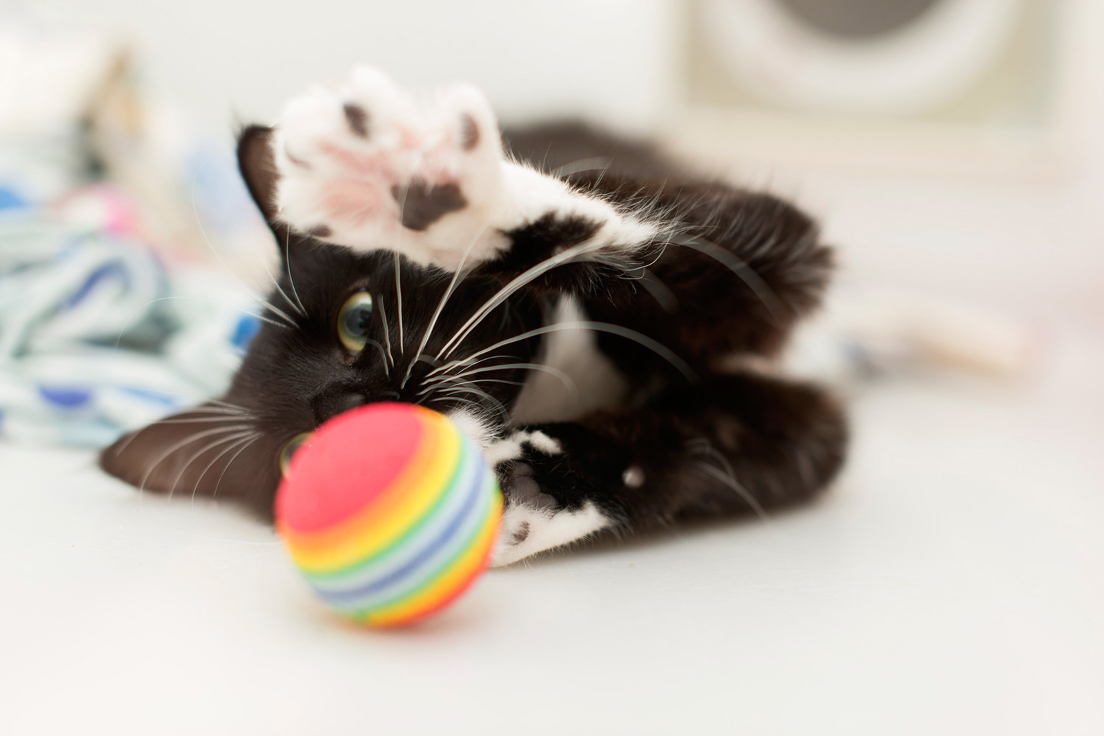 Other ways to donate Donate Support us Cats Protection