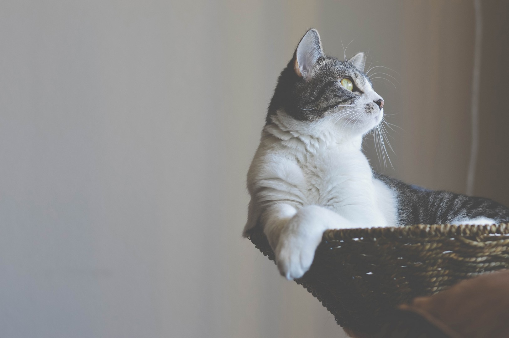 Statement on Ruislip kitten cruelty sentencing