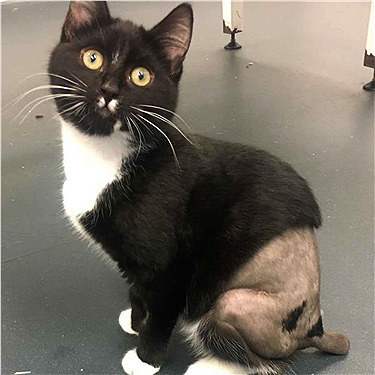 Black and white cat with shaved back