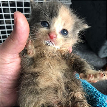 A kitten rescued from drowning