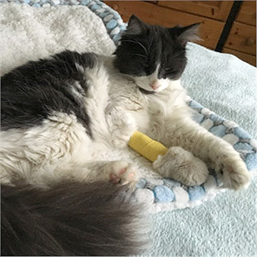 Black and white cat with a bandage