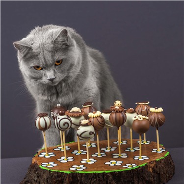 Grey cat looking at chocolates