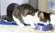 Tabby and white adult cat sitting on blankets and eating cat food from a purple bowl