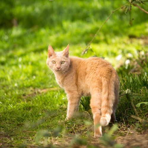 ginger cat walking on grass outdoors