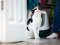 black-and-white cat being petted on the head with a litter tray in the background