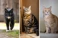Family Cats Thumbnail