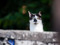 A black-and-white cat with the tip of one ear missing to show they are feral