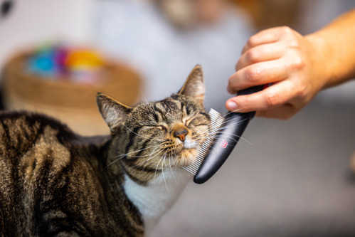 brown tabby cat having the fur on their cheek combed by a human hand