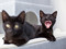 A black kitten with their mouth open showing their teeth. A second black cat is out of focus in the foreground