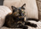 Tortoiseshell cat on brown sofa