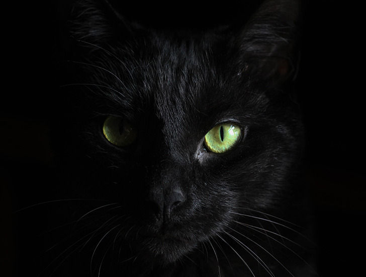 Cats at night