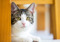 brown tabby-and-white cat 