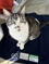 grey-and-white tabby cat sit on navy blue blanket with Cats Protection, People's Postcode Lottery and Postcode Animal Trust logos