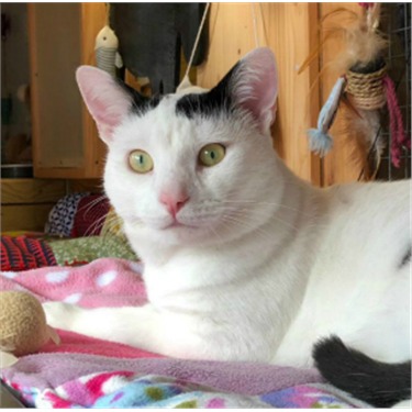 Black and white cat on blanket