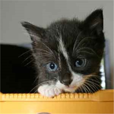 Grey and white kitten