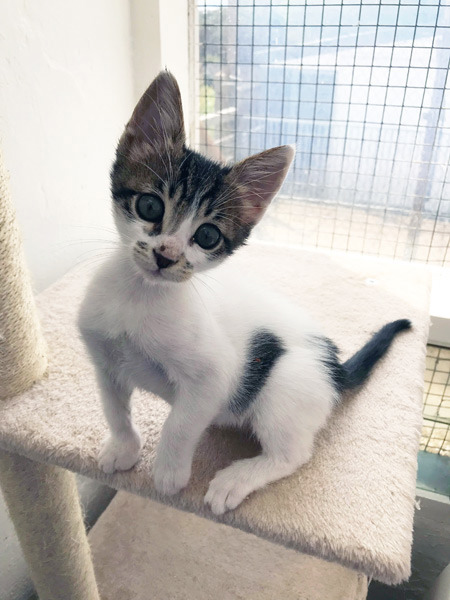 Tabby white kitten